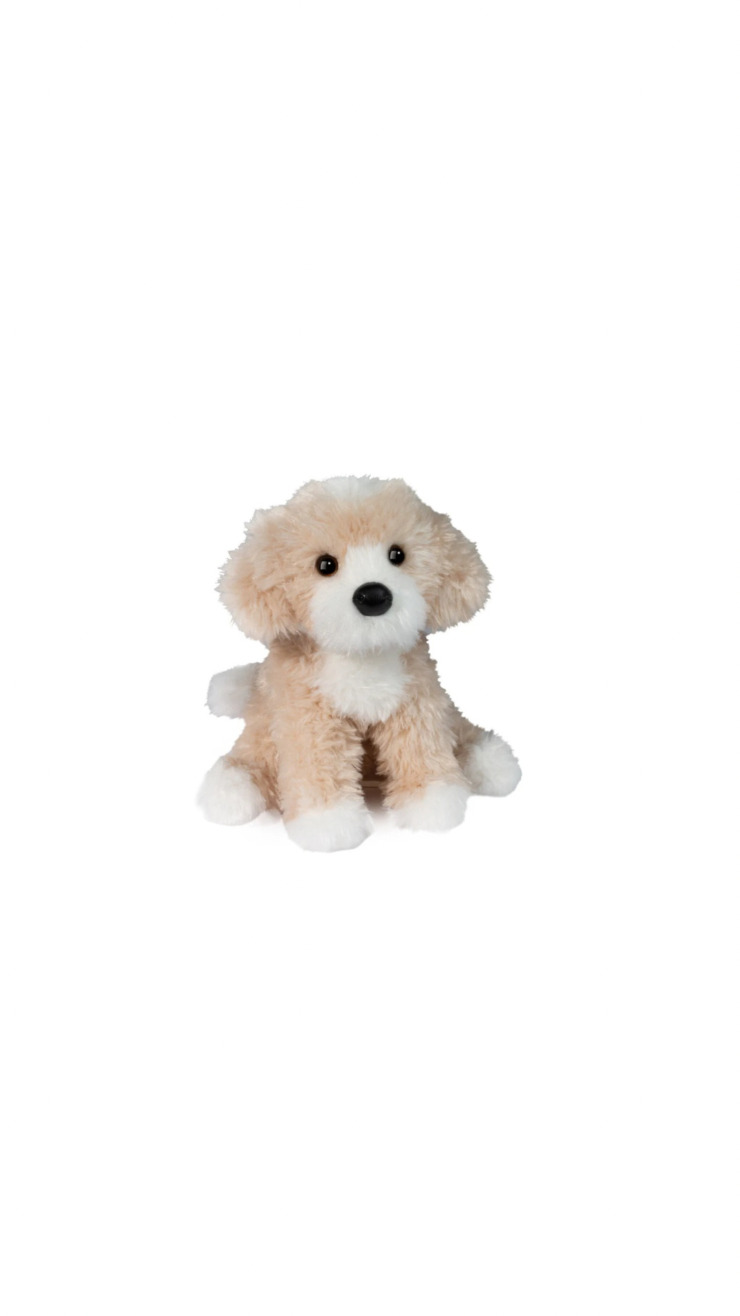 Darcy Golden Doodle
